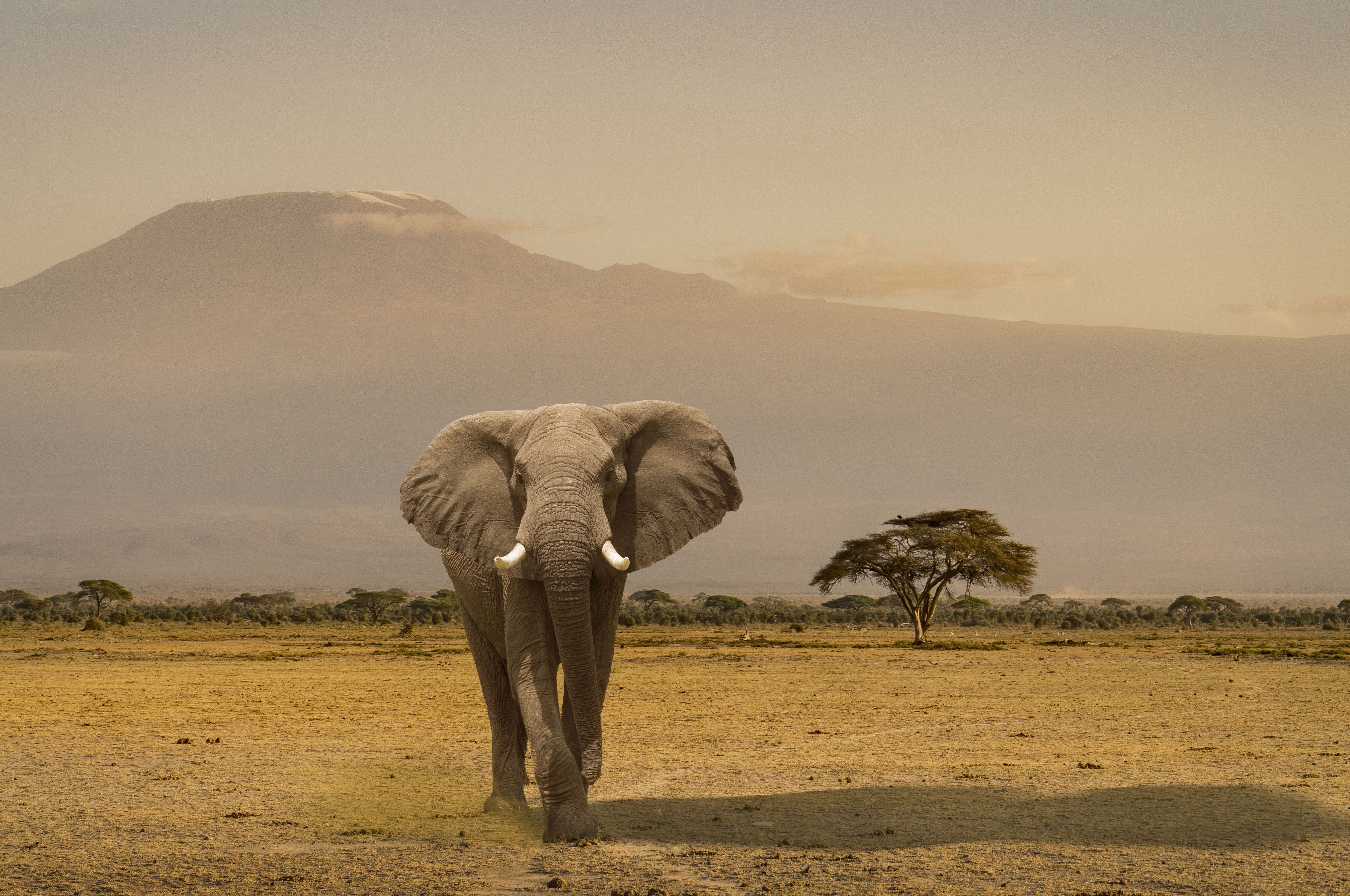 Amboseli National Park