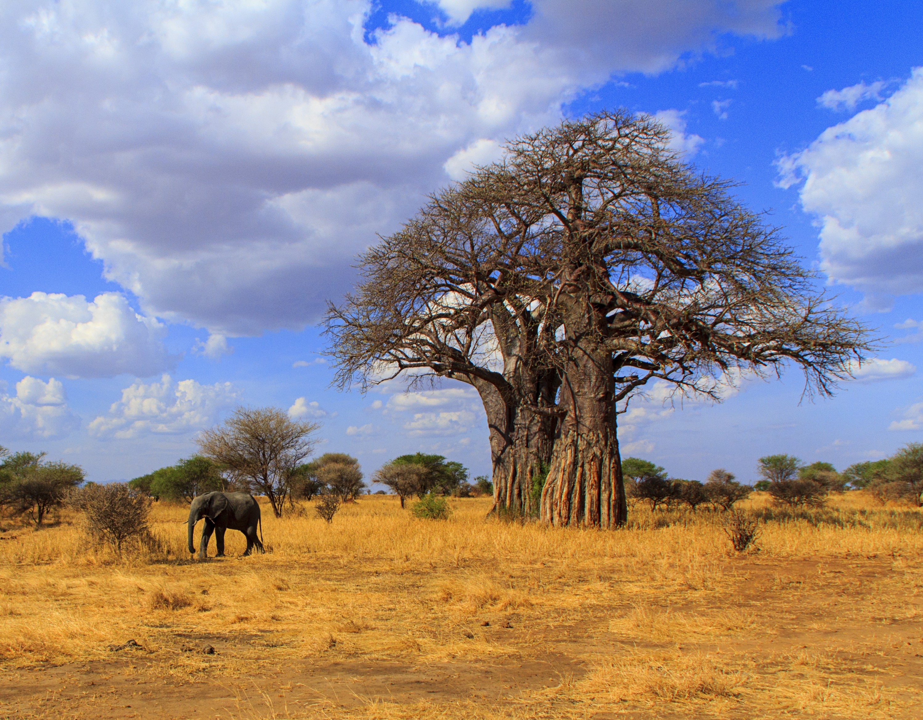 Tarangire National Park